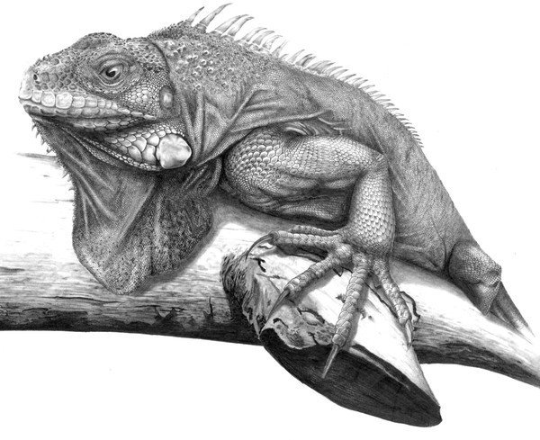 Игуана карандашом