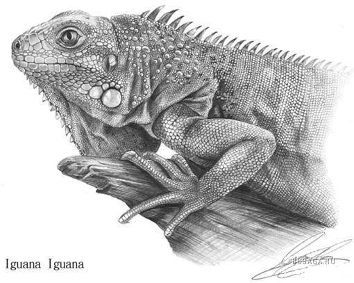Игуана цветными карандашами