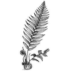 Папоротник черно белый рисунок