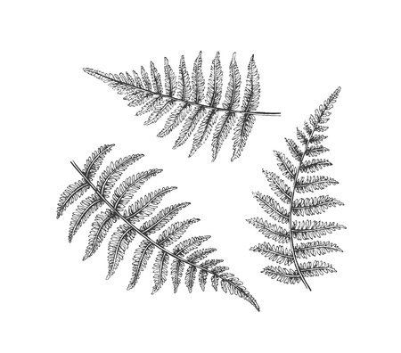 Лист папоротника эскиз