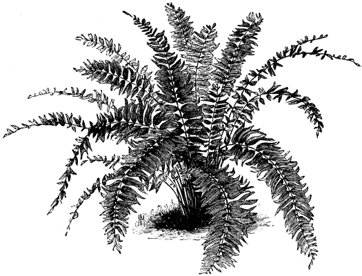 Папоротник карандашом