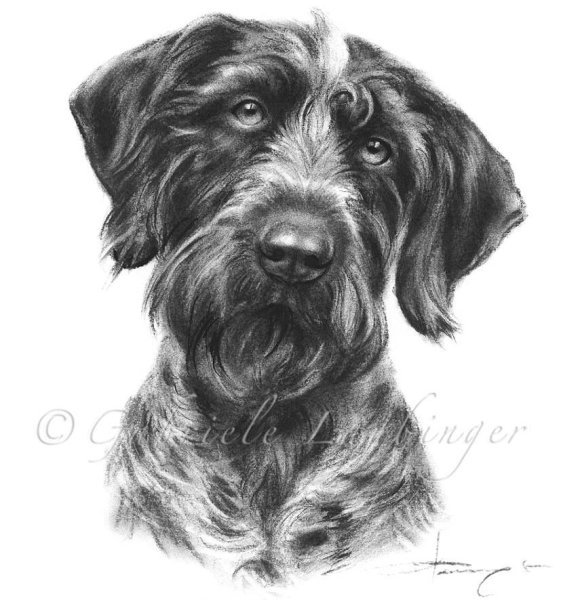 Дратхаар черно белый