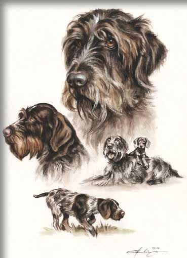 Дратхаар рисунок