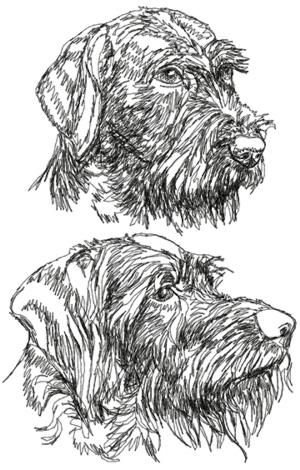 Дратхаар вектор