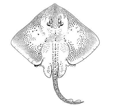 Скат Графика