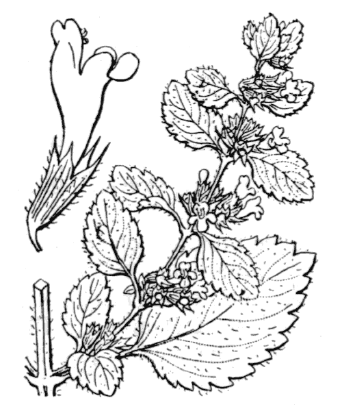 Раскраска лекарственные растения Мелисса