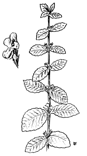 Мята перечная раскраска