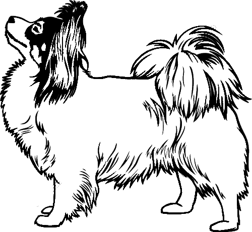 Раскраска Папийон