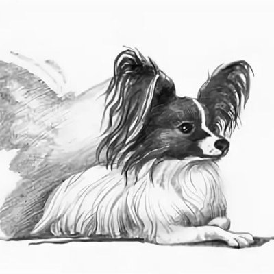 Раскраска Папильон собака