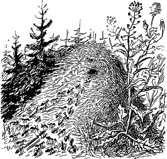 Муравейник раскраска