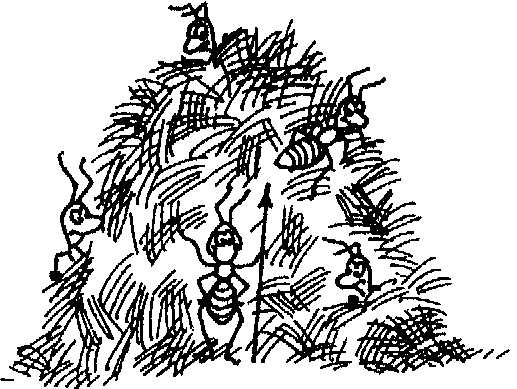 Ориентирование по местности по муравейнику