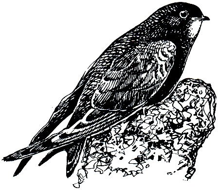 Семейство стрижиные (Apodidae)