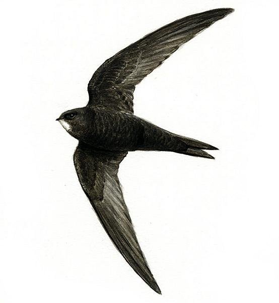 Стриж Перелетная птица