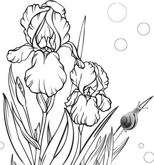 Раскраска Ирис цветок