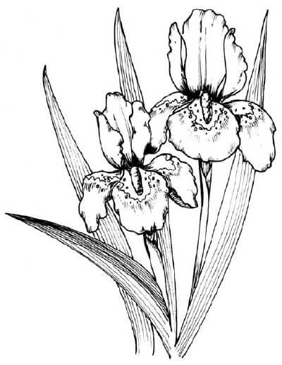 Касатик Сибирский (Ирис) раскраска