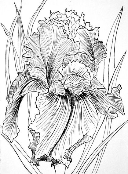 Ирисы эскиз