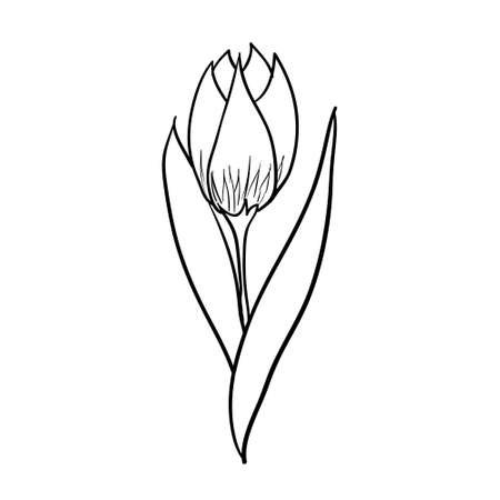 Тюльпан бутон контур