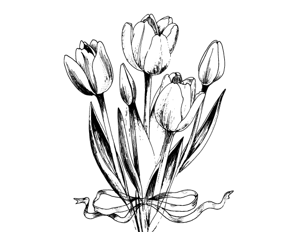 Тюльпан изображение черно белым
