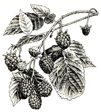 Ежевика Графика