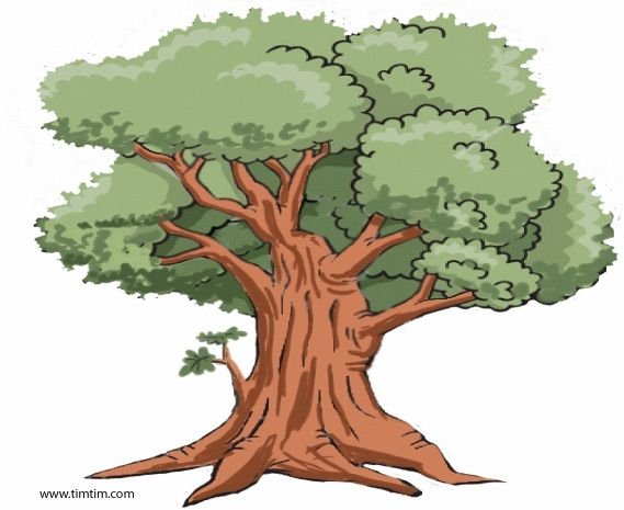 Красивый дуб рисунок