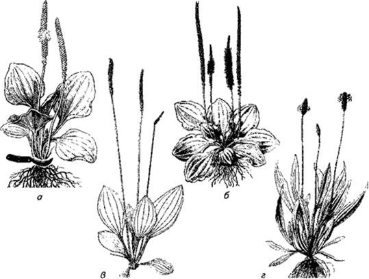 Подорожник ланцетолистный