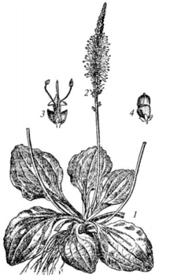 Подорожник Луговой