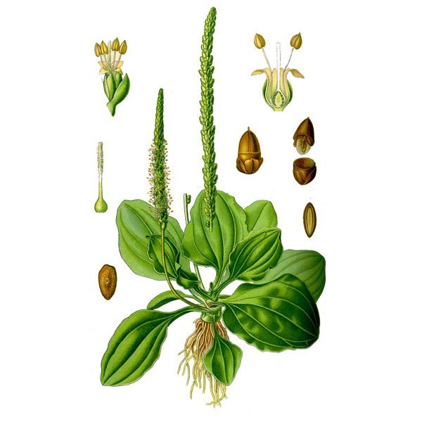 Plantain подорожник