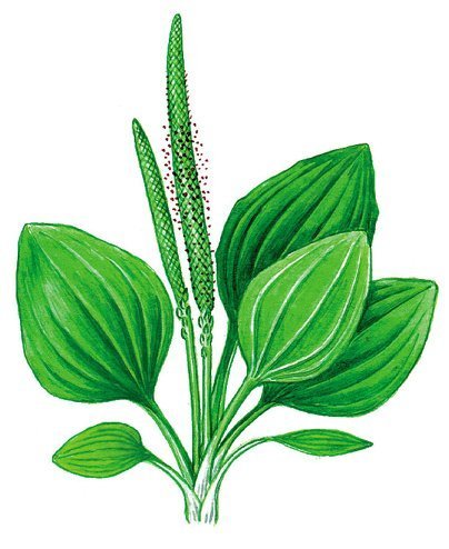 Подорожник большой и подорожник ланцетовидный