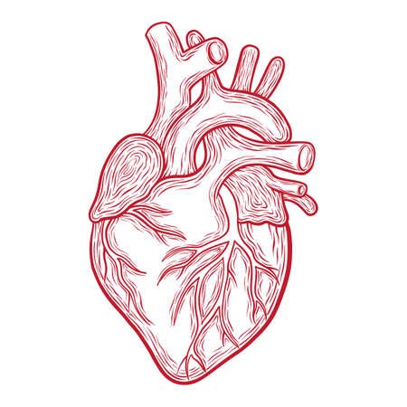 Сердце человека для печати