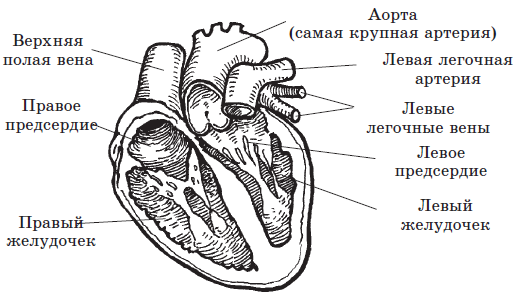 Чёрно белое сердце строение человека