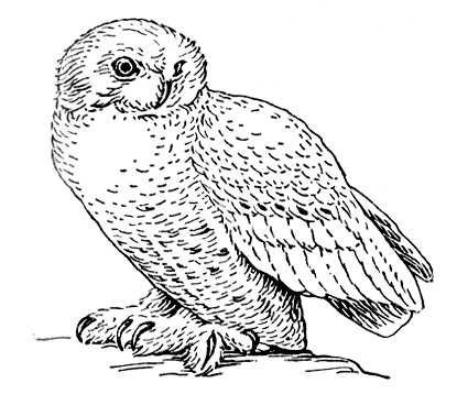 Совы Полярные