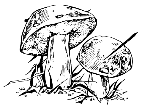 Раскраска гриб масленок