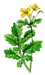 Трава чистотела Фармакогнозия