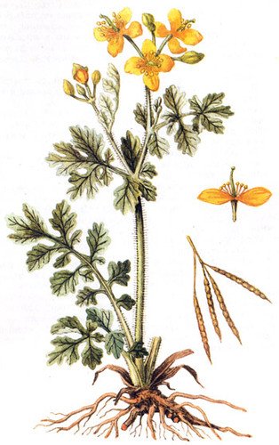 Стручковидная коробочка у чистотела