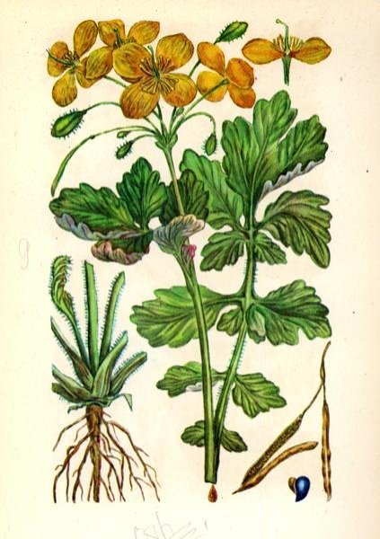 Chelidonium majus