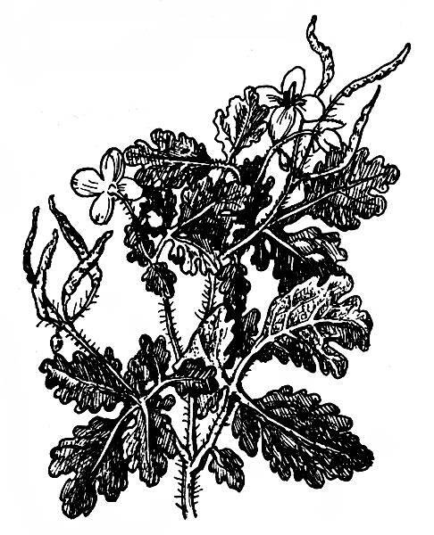 Чистотел большой Фармакогнозия