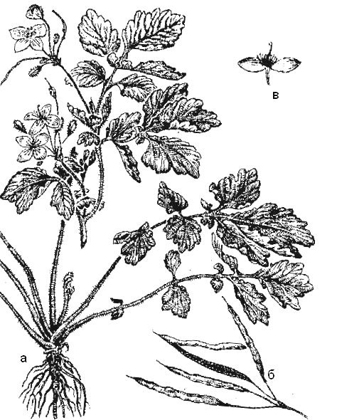 Чистотел раскраска