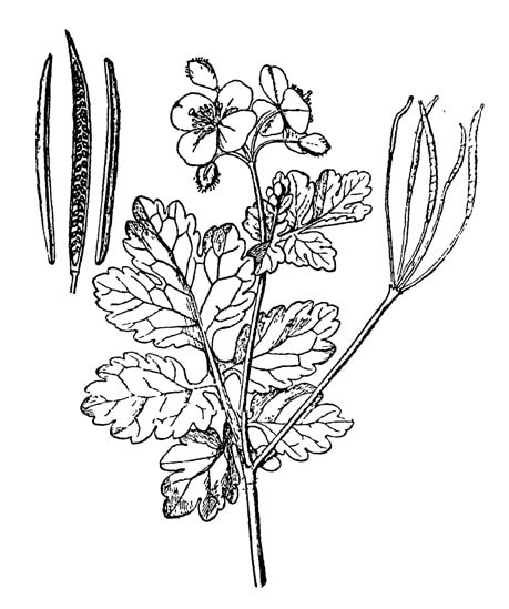 Чистотел строение растения