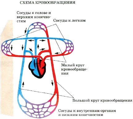 Большой и малый круг кровообращения 8 класс биология
