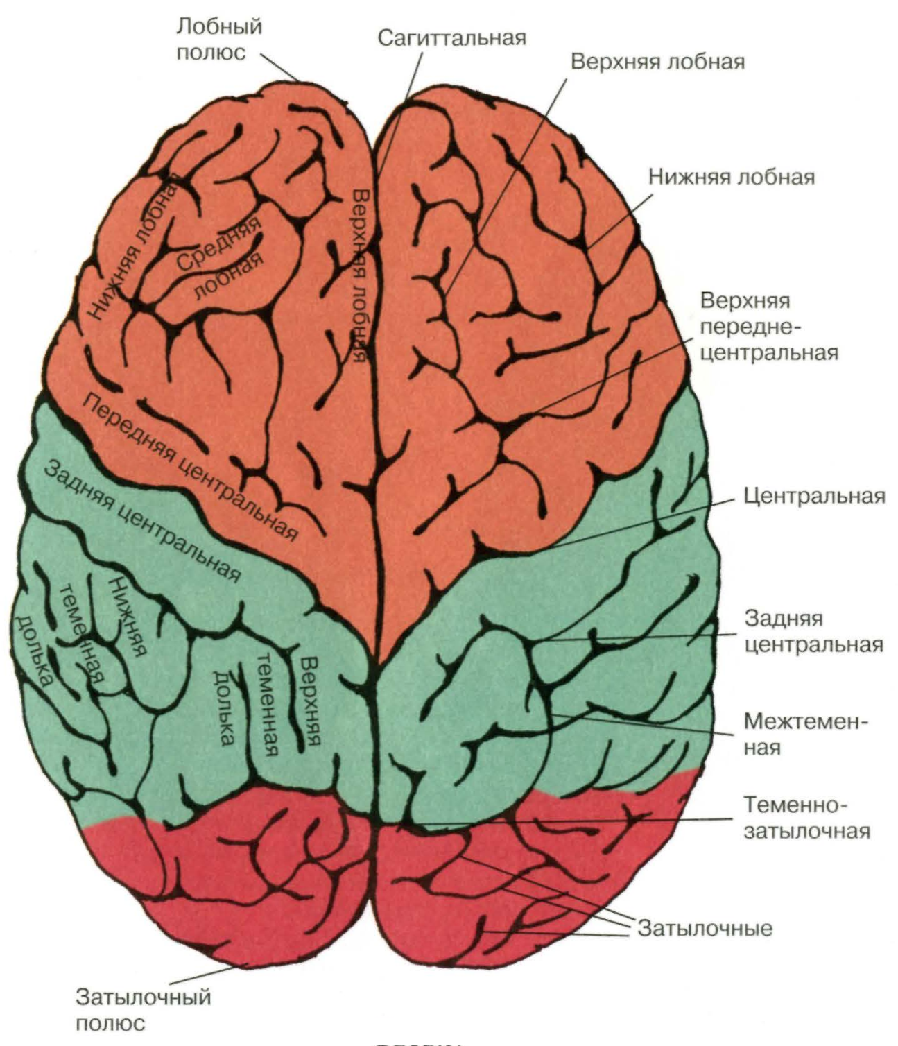Нижний теменной отдел левого полушария. Лобная дога большого мозга. Строение лобной доли головного мозга. Расположение долей коры больших полушарий