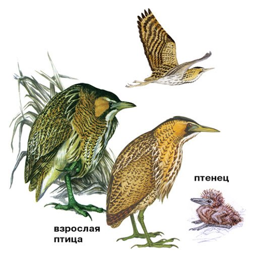 Американская выпь