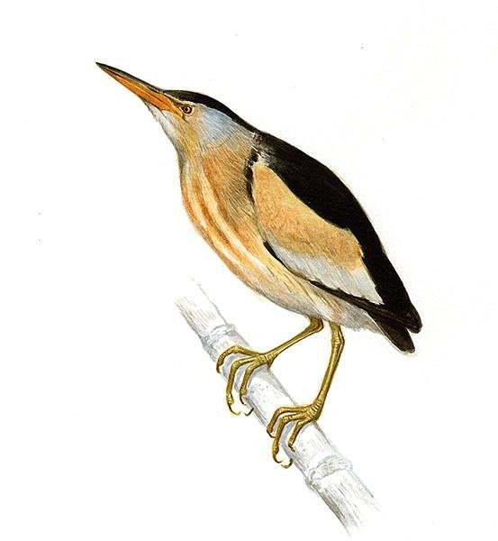 Большая выпь Botaurus Stellaris