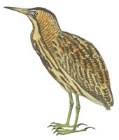 Большая выпь раскраска