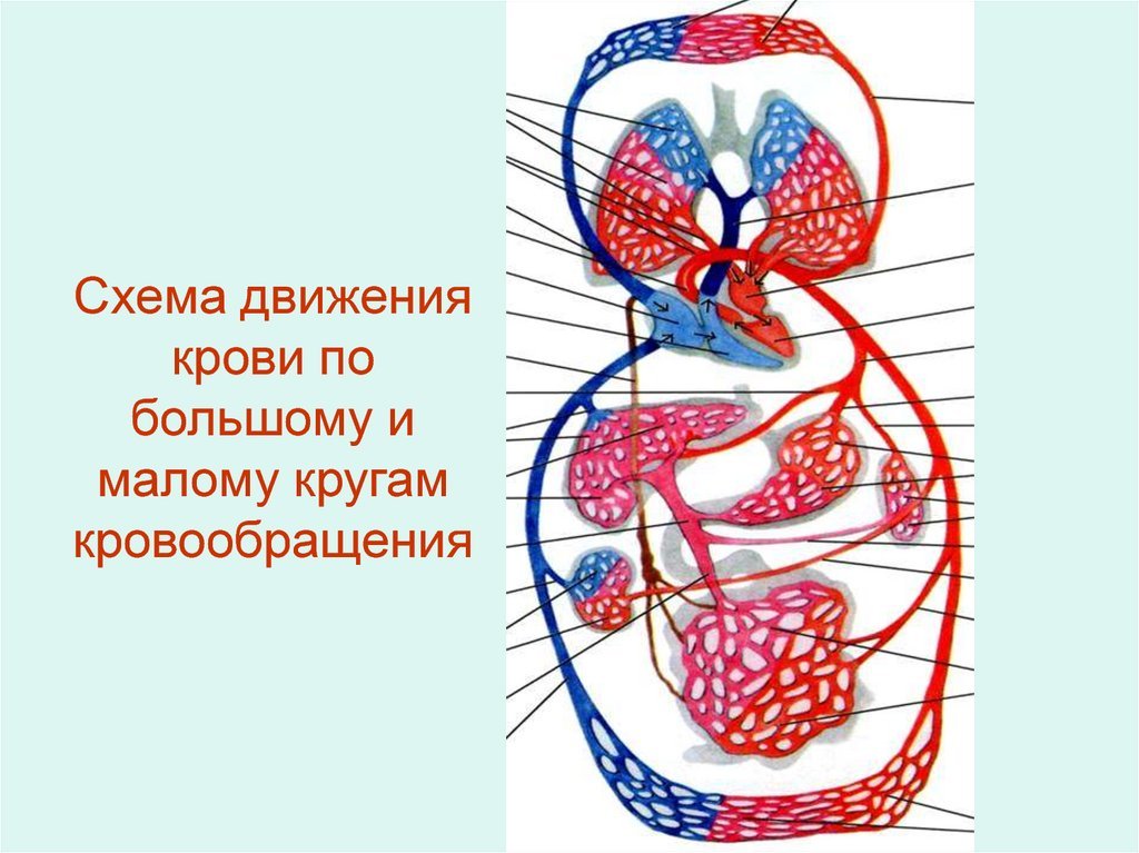 Малый круг кровообращения структуры. Схема движения крови в большом круге кровообращения. Большой и малый круг кровообращения схема. Малый круг кровообращения анатомия. Малый круг кровообращения схема анатомия.