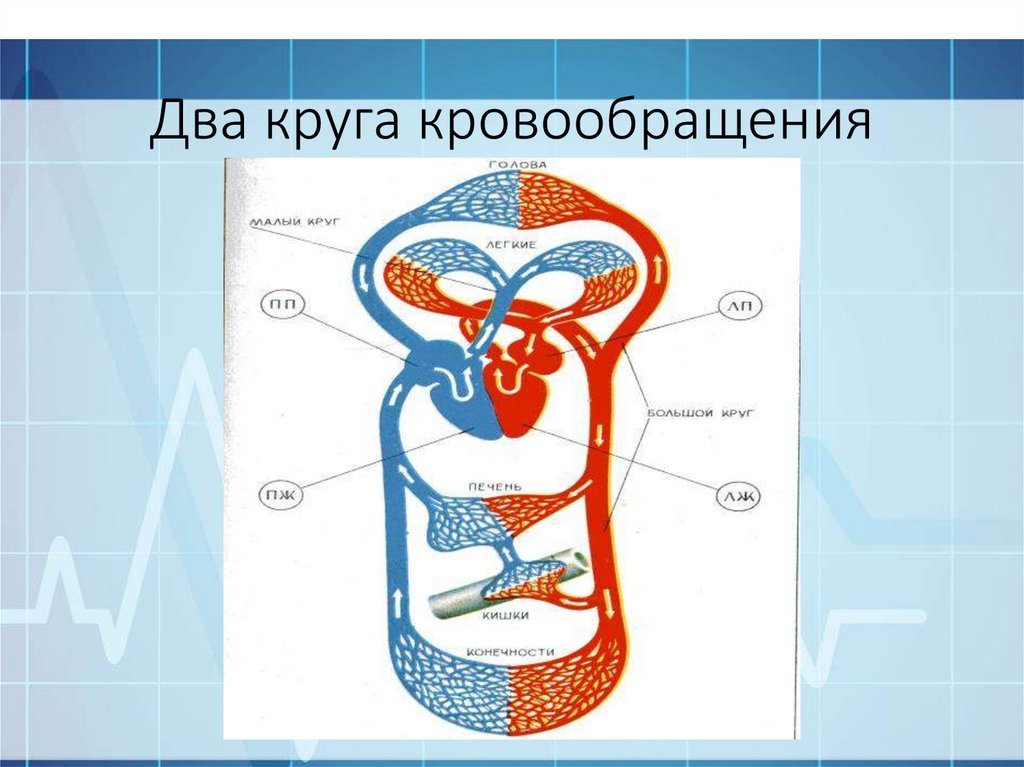 Большой и малый круги кровообращения у человека схема