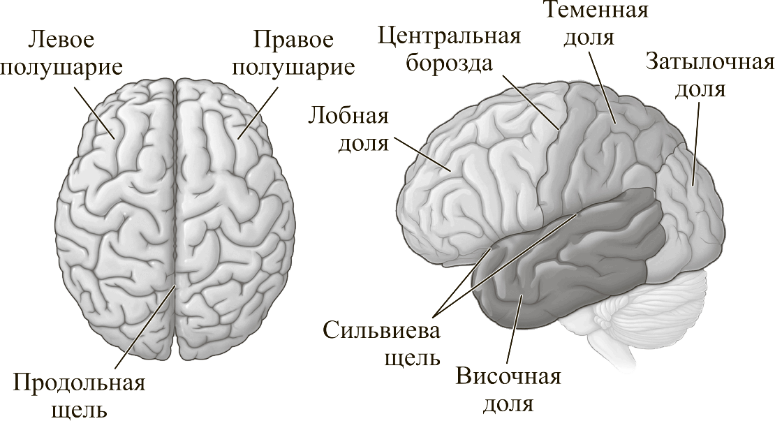 Полушария головного мозга конечный мозг. Головной мозг строение конечный мозг. Конечный мозг анатомия строение. Строение левого полушария головного мозга. Малые полушария