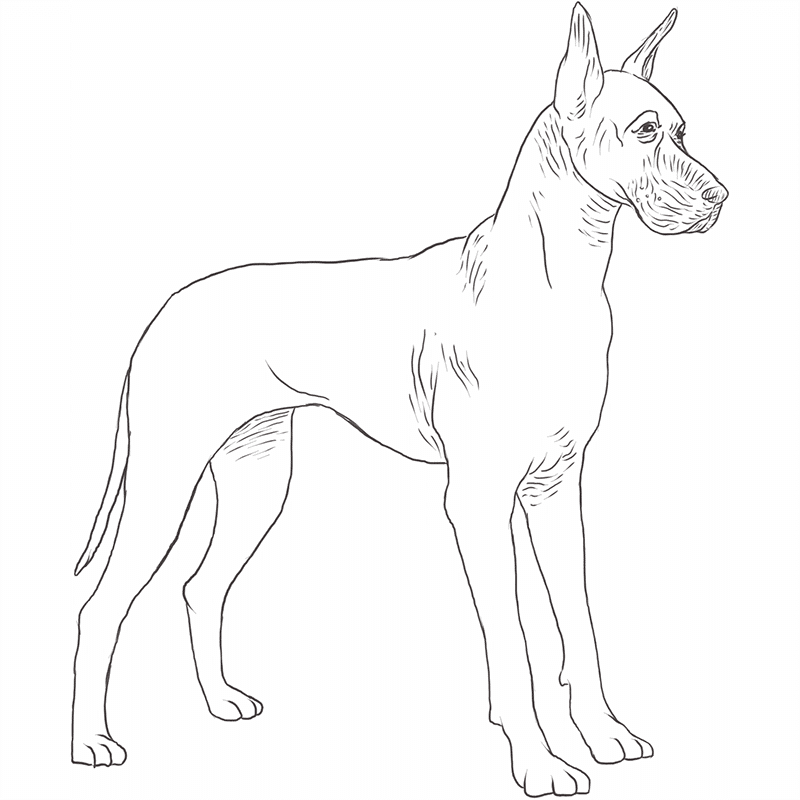 Породы собак нарисовать. Немецкий дог раскраска. Раскраска дог собака. Раскраски с собаками немецкий дог. Немецкий дог карандашом.