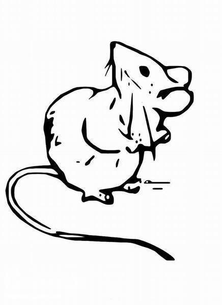 Крыса контур