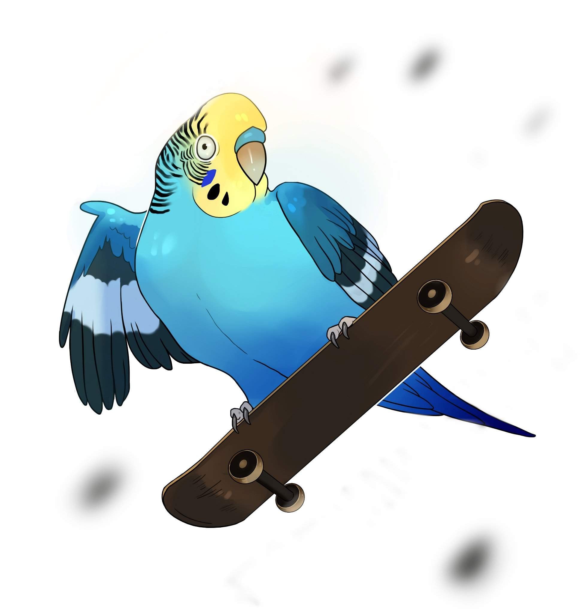 Волнистый попугай на скейтборде