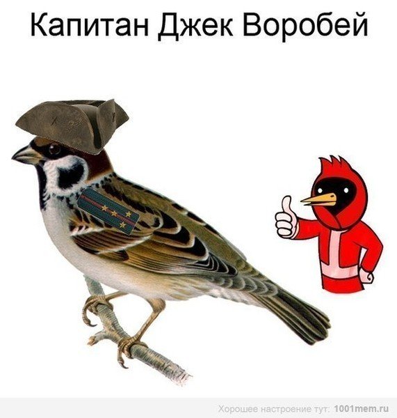 Воробей прикол